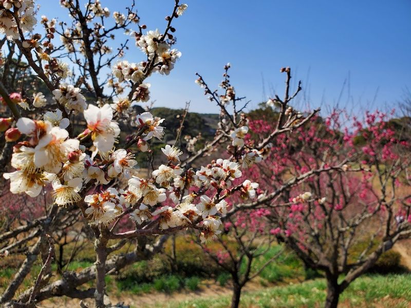 Kagoshima Private Tour - 櫻花仍未醒, 桃花香先醉