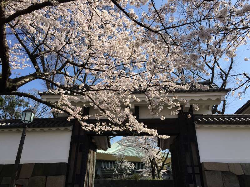 Yokohama Private Tour - Cherry blossoms at a gate leading to the Imperial Palace grounds