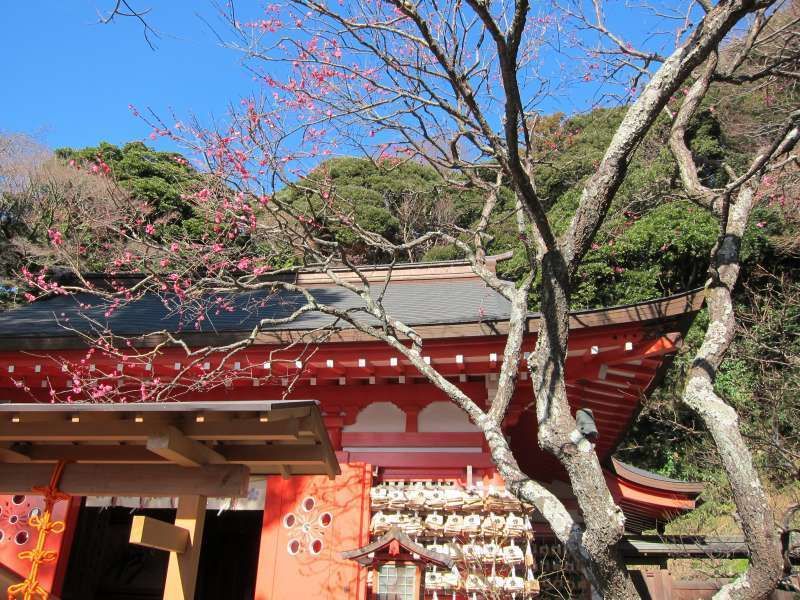 Yokohama Private Tour - Plum blossoms at Egara Tenjinsha Shrine in Kamakura