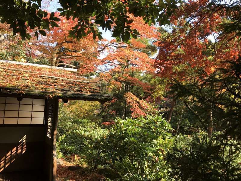 Yokohama Private Tour - Autumn leaves in Nezu Museum in Aoyama