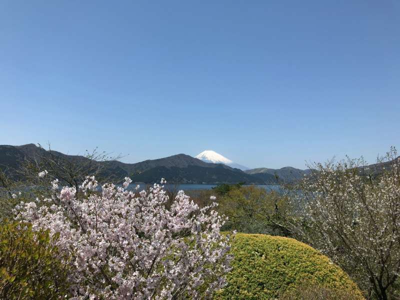 Yokohama Private Tour - Mt. Fuji, Lake Ashi, and cherry blossoms seen from Onshi-Hakone-Koen Park in Hakone