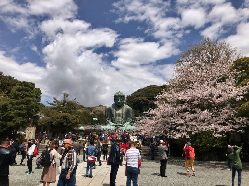 Yokohama Private Tour - Daibutsu, a Great Statue of Buddha with cherry blossoms at Kotokuin Temple in Kamakura