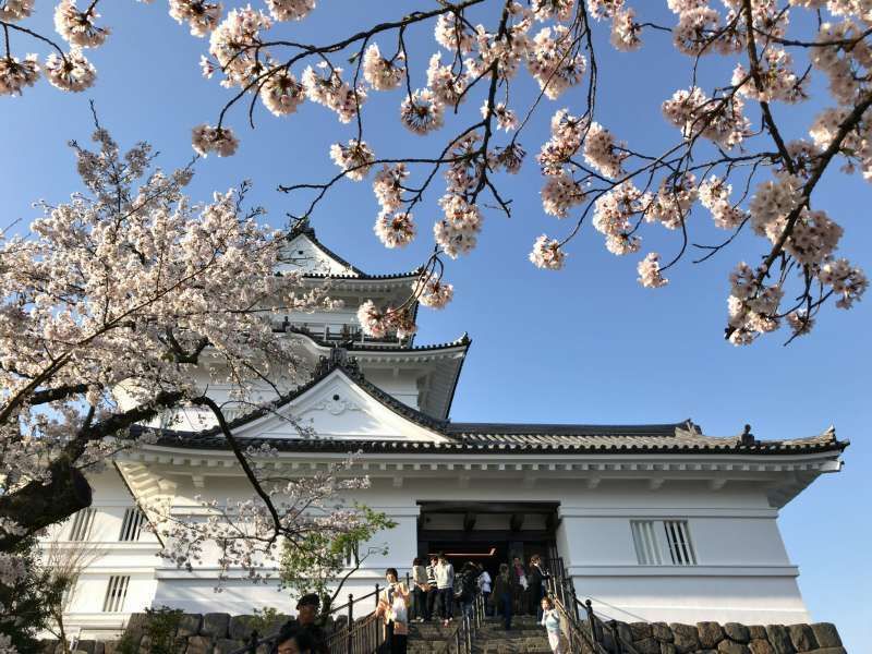 Yokohama Private Tour - Cherry blossoms and Odawara castle built by a powerful Samurai clan near Hakone.