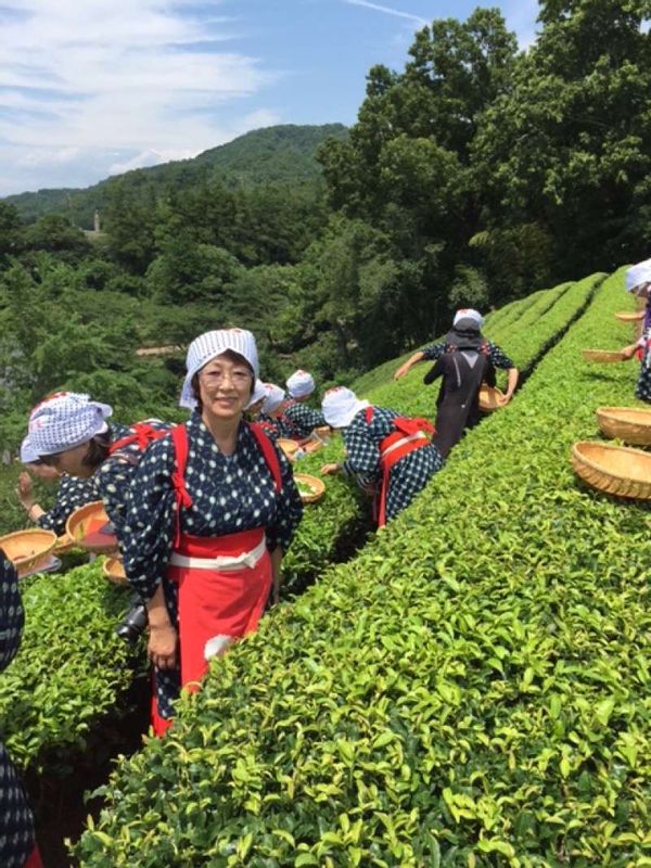 Kanagawa Private Tour - Tea picking experience wearing a traditional Kimono in Shizuoka Prefecture. Tea leaves are harvested three times a year from May to August in Shizuoka.