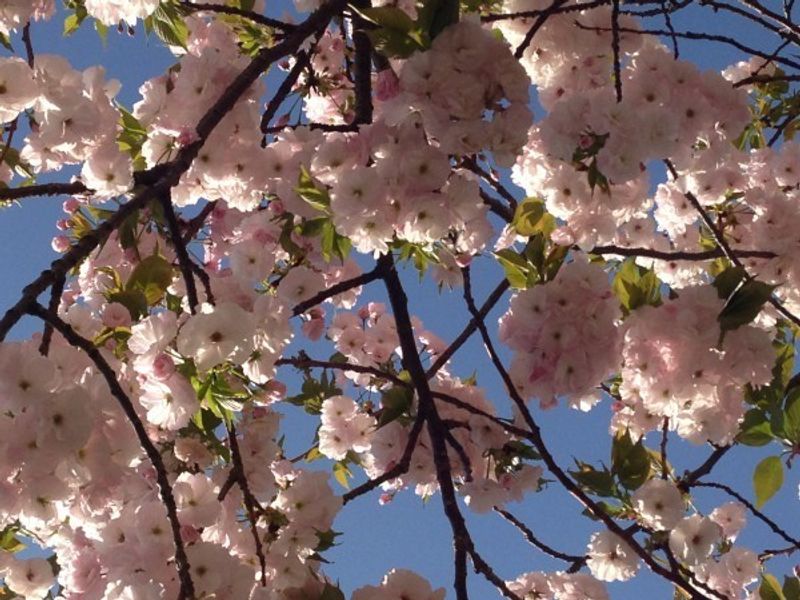 Tokyo Private Tour - Spring. I guess no explanation is required. Just admire the flowers.
