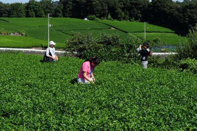 Shizuoka Private Tour - Green tea field!