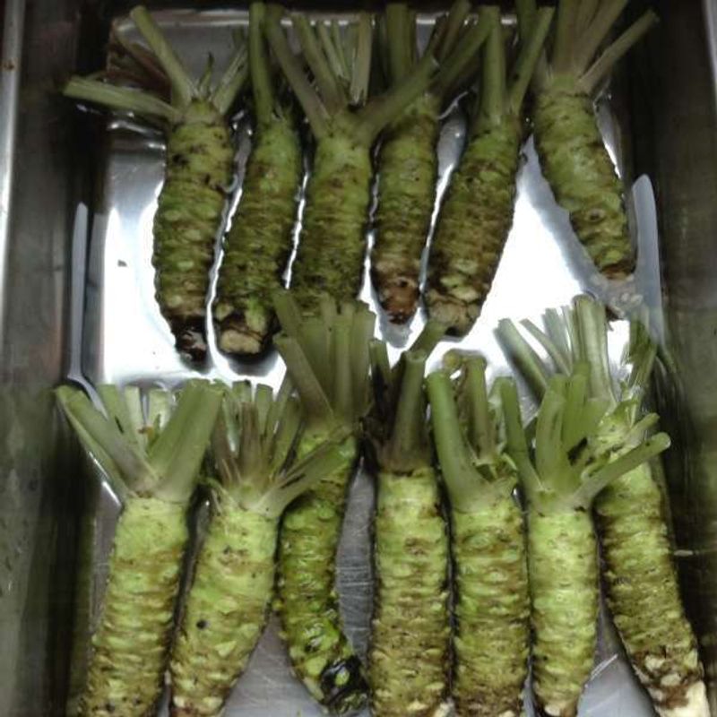 Shizuoka Private Tour - This is real wasabi!
Do you know where you grate the wasabi from the top or the bottom ?