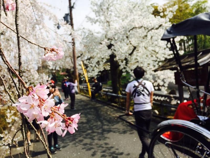 Hyogo Private Tour - Cherry blossoms in Kyoto