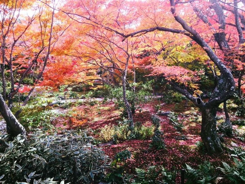 Hyogo Private Tour - Autumn leaves in Kyoto