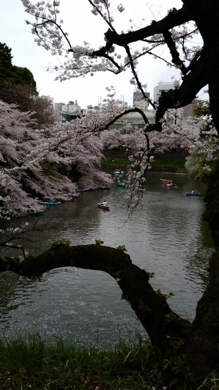 Chiba Private Tour - Chidorigafuchi (Tokyo)