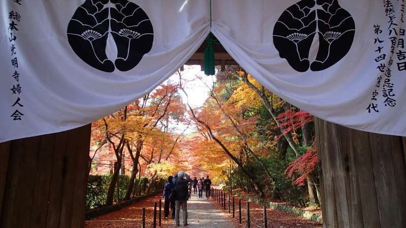 Nagano Private Tour - Autumn leaves 