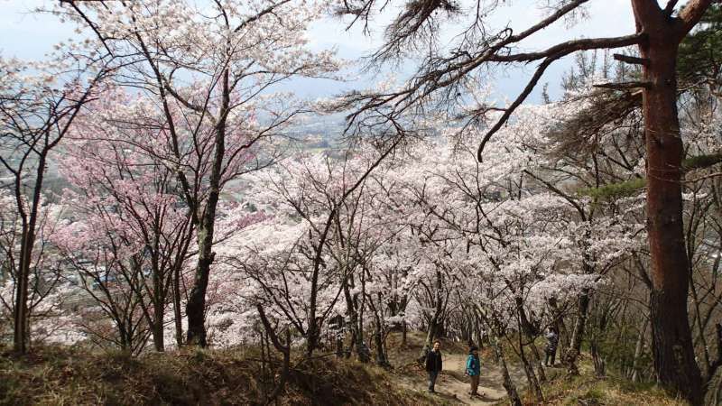 Nagano Private Tour - Sakura hiking