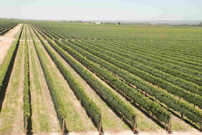 Mendoza Private Tour - vineyards