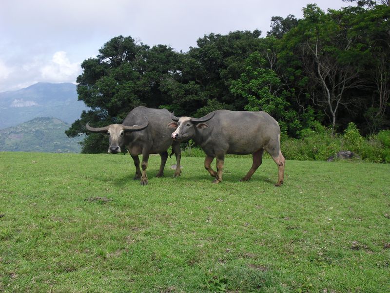 East Nusa Tenggara Private Tour - Semi-wild buffaloes and horses in the Deturia savannah owned by local communities. 