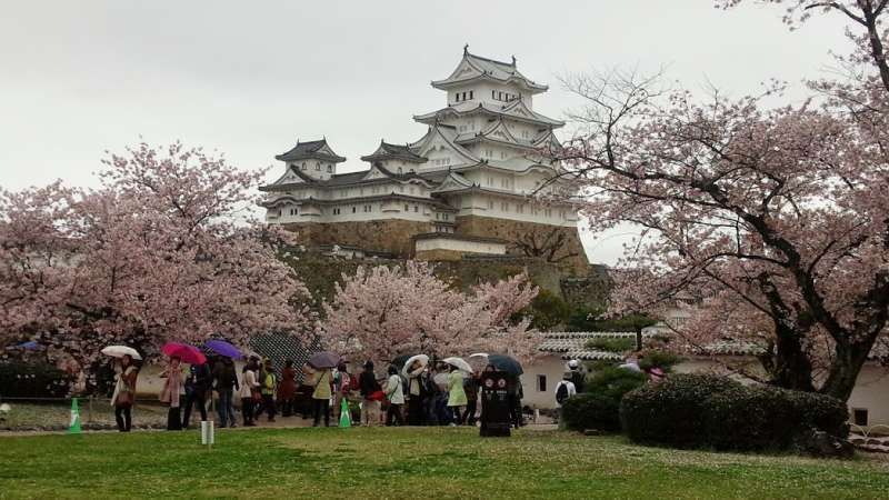 Kanagawa Private Tour - The Himejijo castle with full bloom of cherry blossoms in 2016.