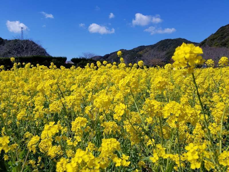 Kanagawa Private Tour - A Japanese traditional scene in Oku-Irozaki in Shizuoka in 2017.