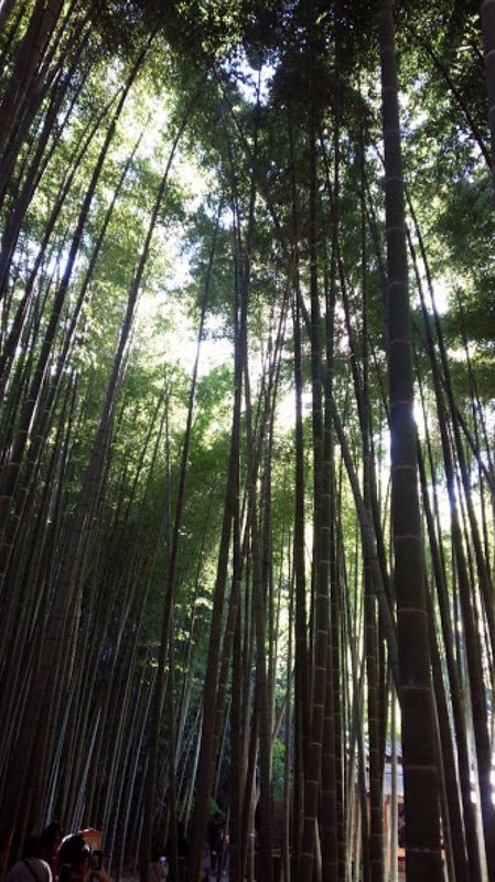 Kanagawa Private Tour - Bamboo forest in Kamakura in 2017. There is a bamboo  forest as well in Arashiyama, Kyoto pref.