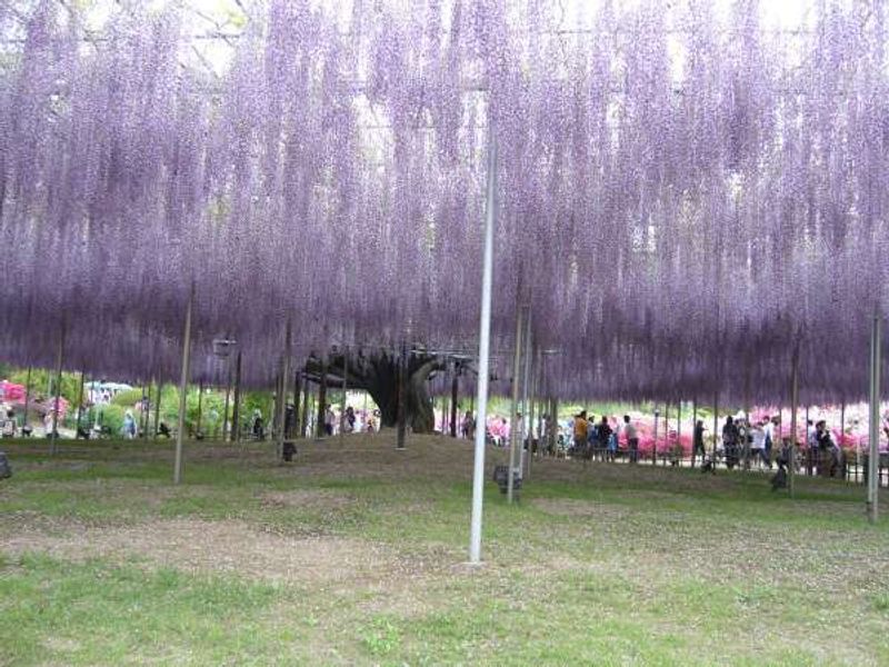 Tokyo Private Tour - Beautiful wisteria in Ashikaga Flower Park