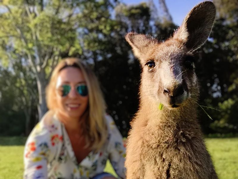 New South Wales Private Tour - Aussie animals in natural settings