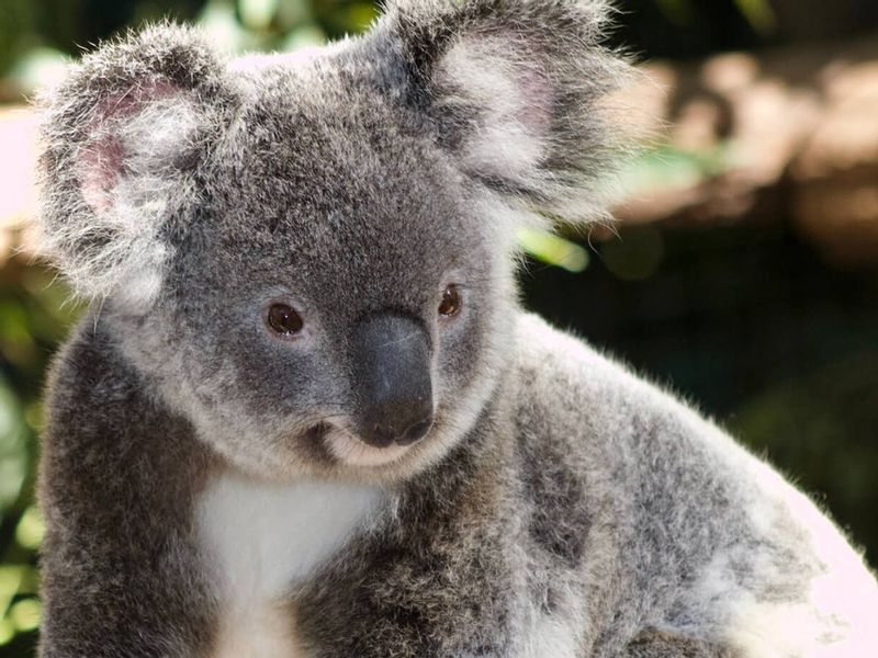 New South Wales Private Tour - Get up close with all your favourite Australian animals