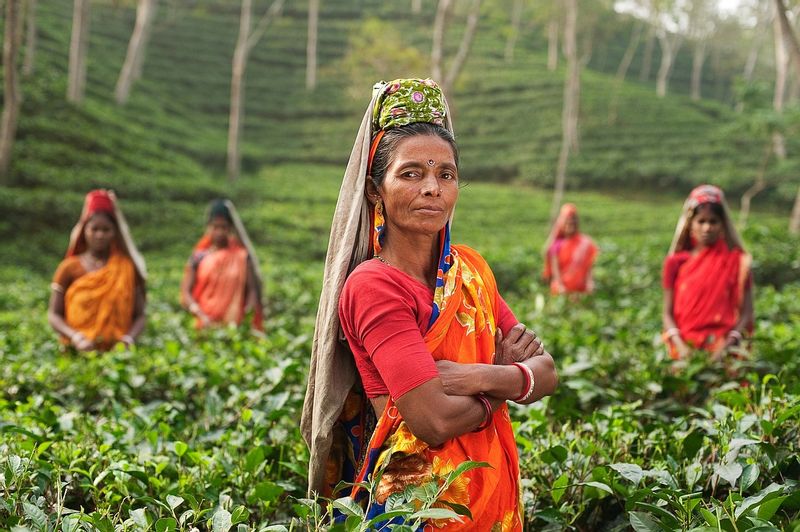 Himachal Pradesh Private Tour - woman at Tea plantation - Munnar