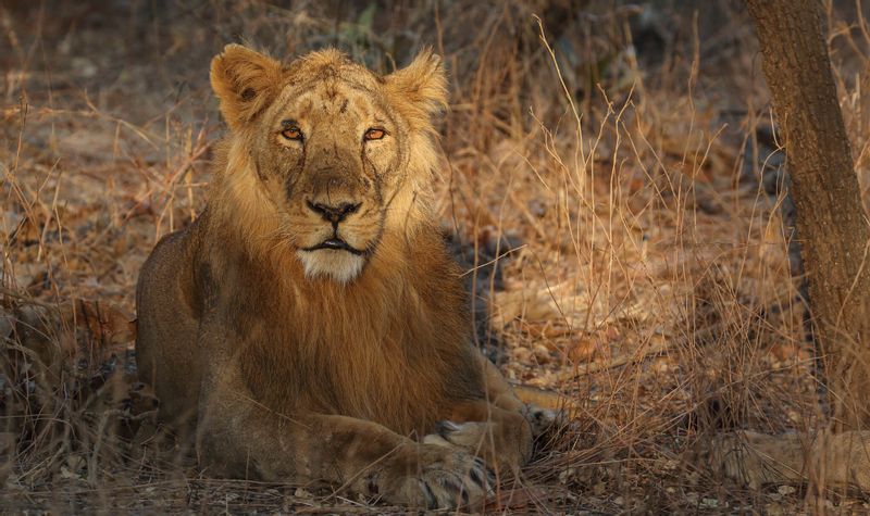 Himachal Pradesh Private Tour - Asiatic Lion in Sasangir National Park Gujarat