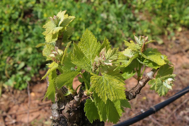 Lisbon Private Tour - Vines in spring