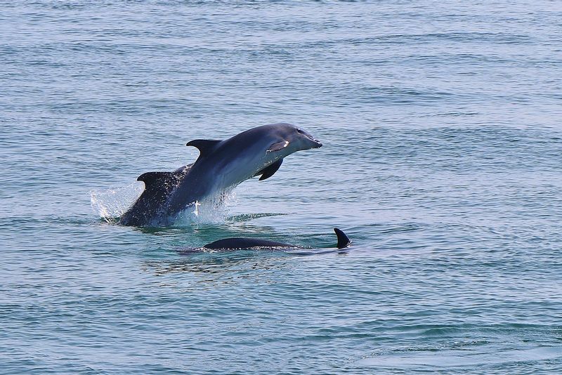 Lisbon Private Tour - Wild Dolphins in Sado Estuary