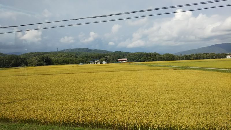 Hokkaido Private Tour - rice field