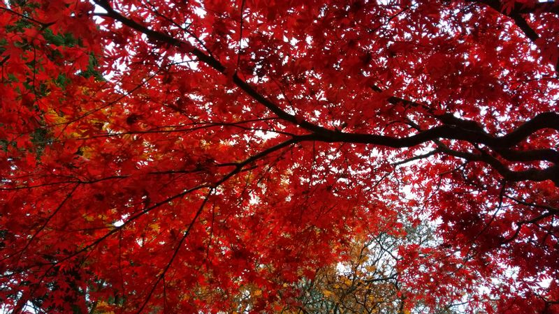 Hokkaido Private Tour - autumn leaves