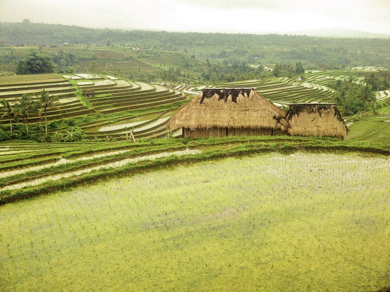 Bali Private Tour - Jati Luwih Rice terrace