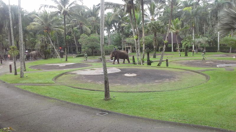 Bali Private Tour - Elephant Park at Taro village