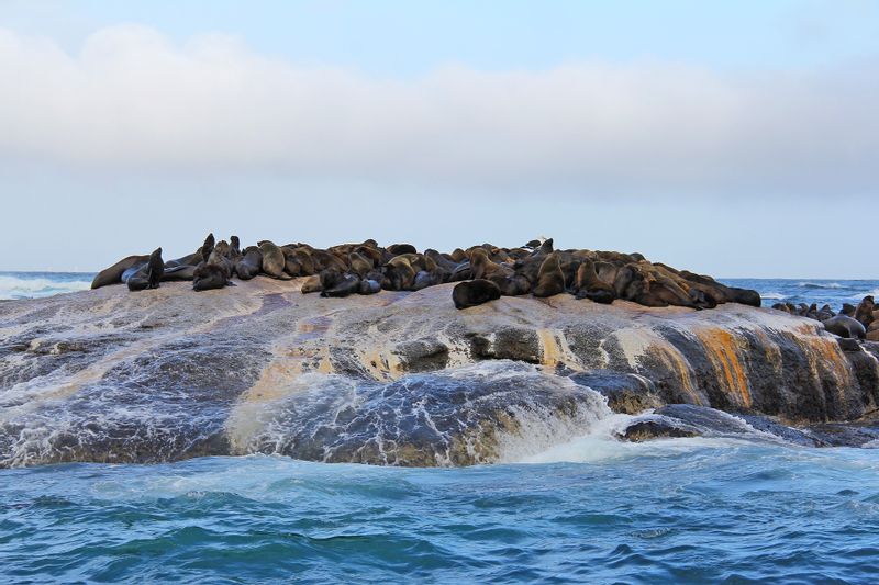 Gauteng Private Tour - Seal Island