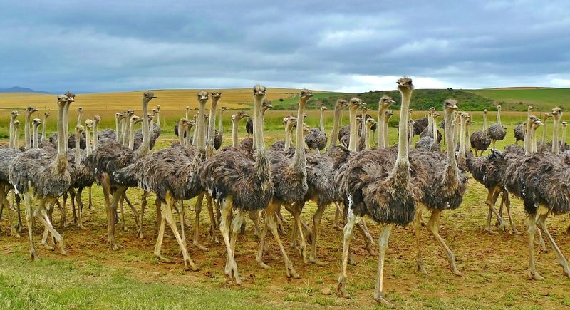 Gauteng Private Tour - Ostrich farm 