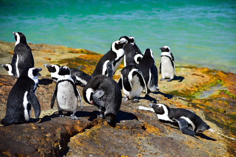 Gauteng Private Tour - Boulders beach