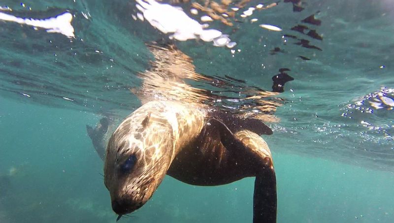 Cape Town Private Tour - Snorkel with the seals