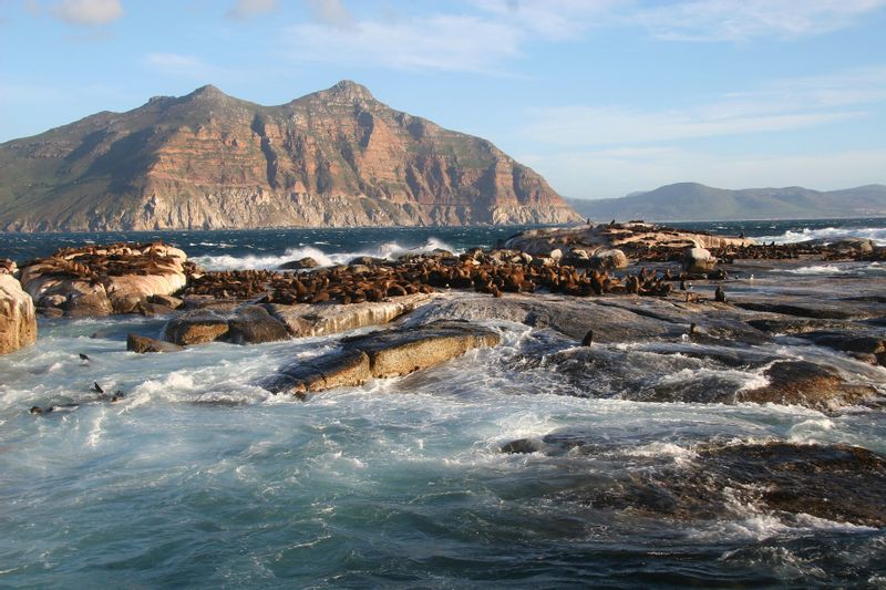 Cape Town Private Tour - Duiker Island and Seals