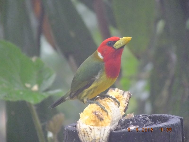 Pichincha Private Tour - Toucan Barbet in san Tadeo for bird watchers  in Mindo