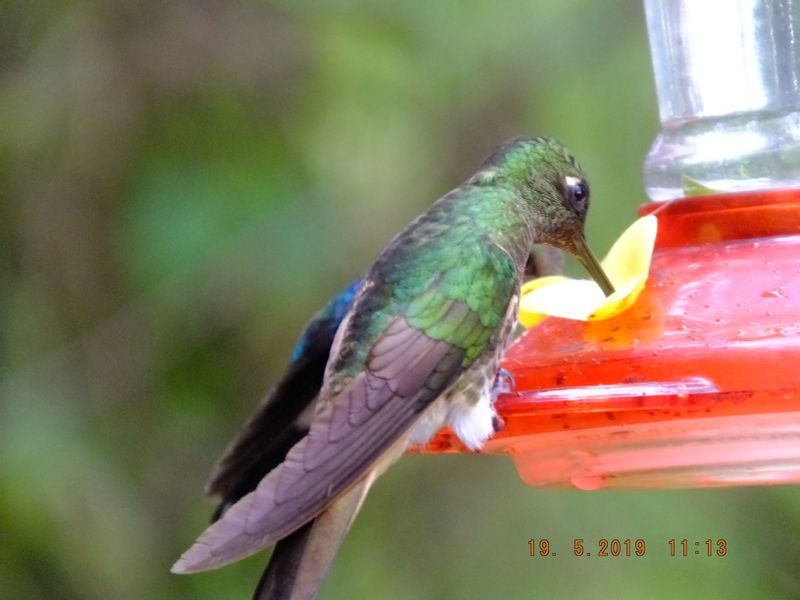 Pichincha Private Tour - Hummingbirds in Mindo 