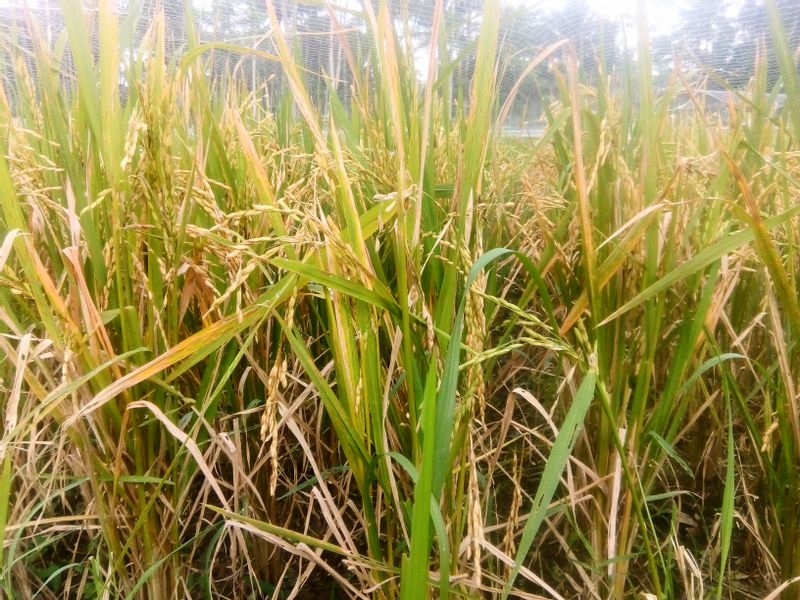 Jakarta Private Tour - Rice plantation