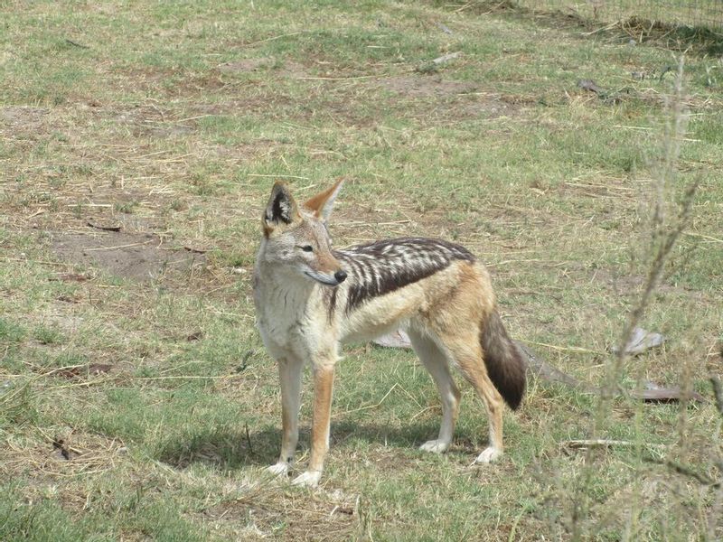 Cape Town Private Tour - Jackal