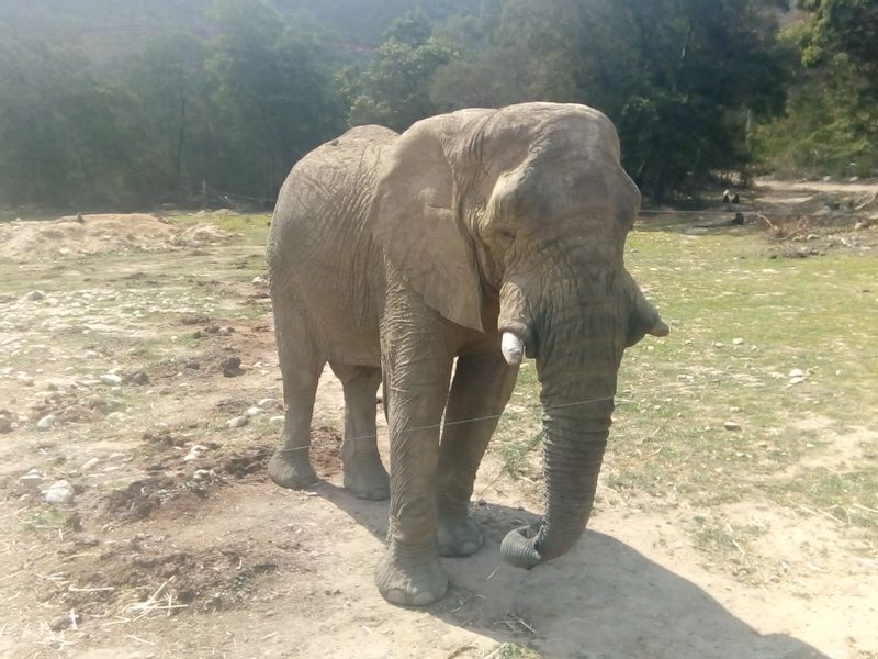 Cape Town Private Tour - Elephant