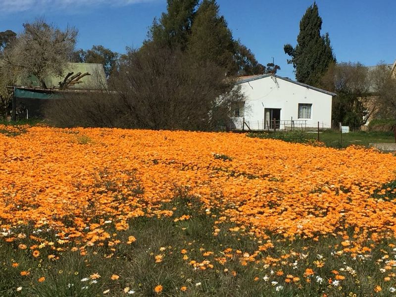 Cape Town Private Tour - West Coast Wild Flowers