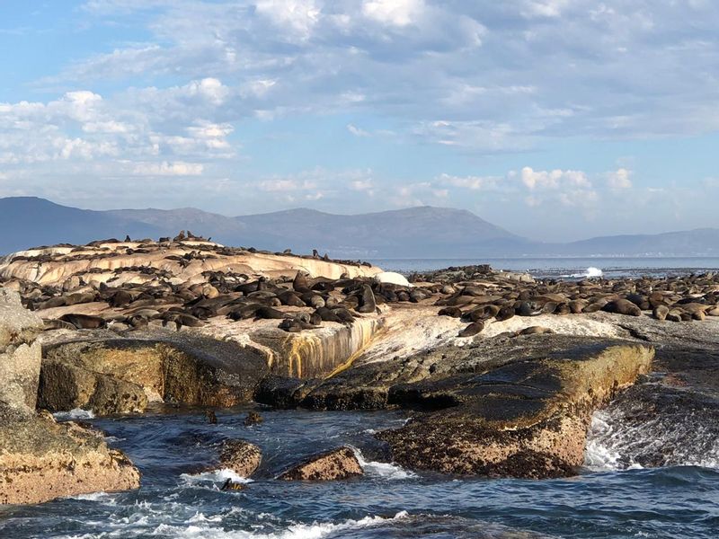 Cape Town Private Tour - Seal  Island