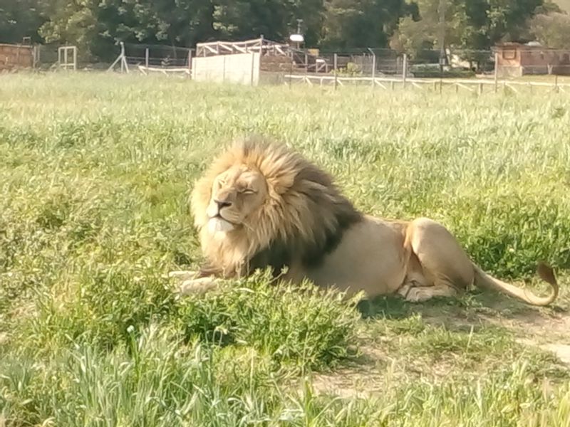 Cape Town Private Tour - Lions