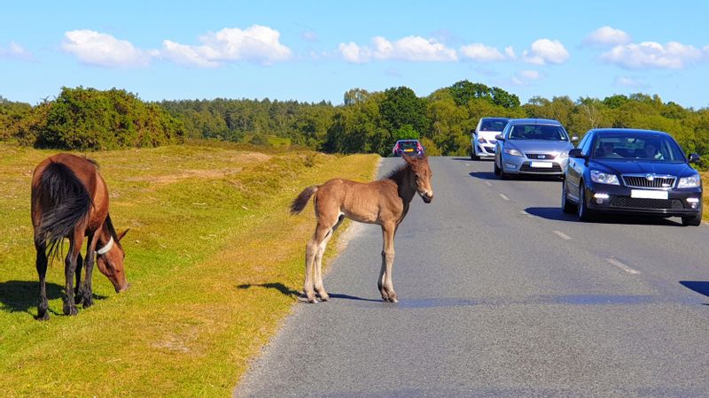 Southampton Private Tour - New Forest Ponies