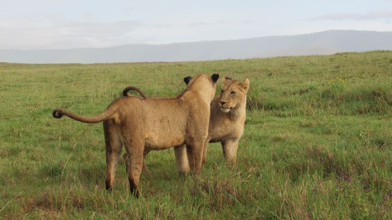 Kilimanjaro Private Tour - lion moment