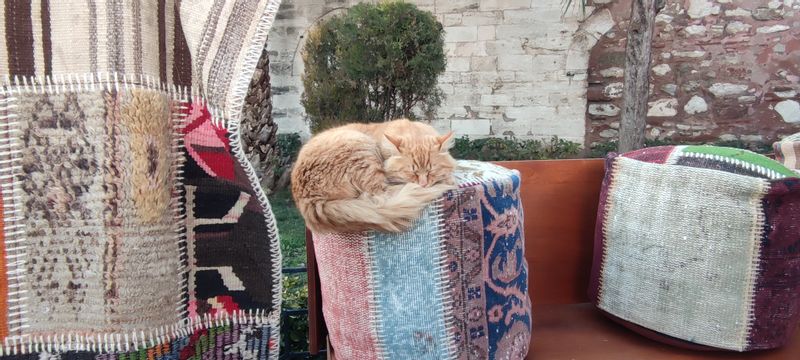 Istanbul Private Tour - lstanbul cats