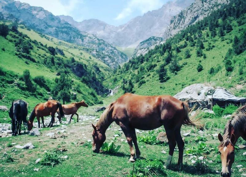 Bishkek Private Tour - Horses for Kumyz