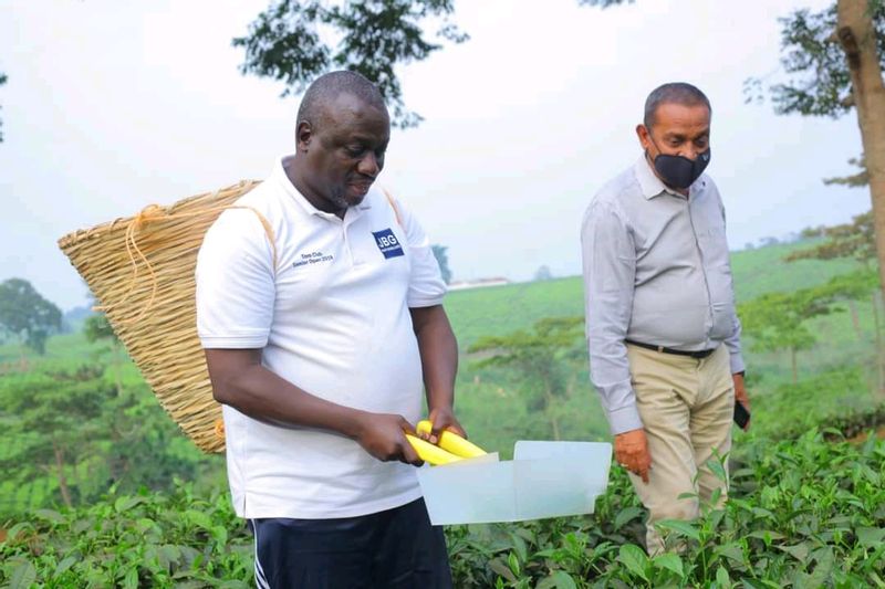 Kabarole Private Tour - Tea plantations experience 